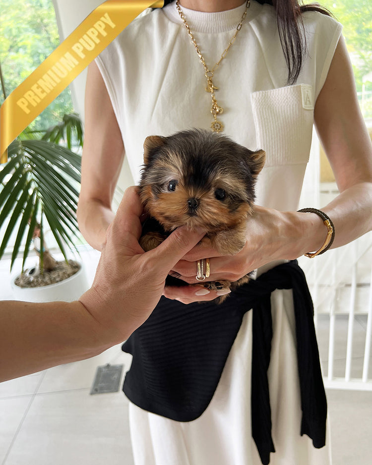 ZOEY - FEMALE (PURCHASED by ALMA) - ROLLY TEACUP PUPPIES - TEACUP PUPPY FOR SALE