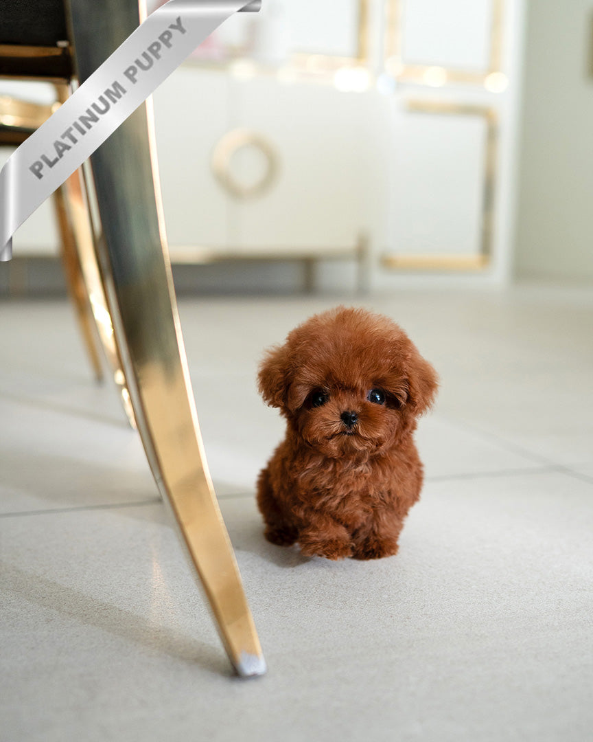 MELNA - FEMALE (RESERVED by LIAM)