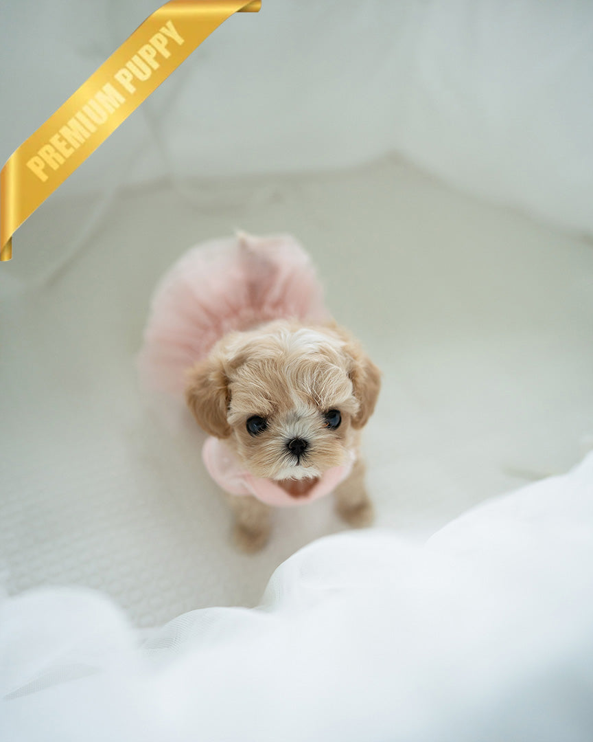 ESME - FEMALE (PURCHASED by ELSA) - ROLLY TEACUP PUPPIES - TEACUP PUPPY FOR SALE