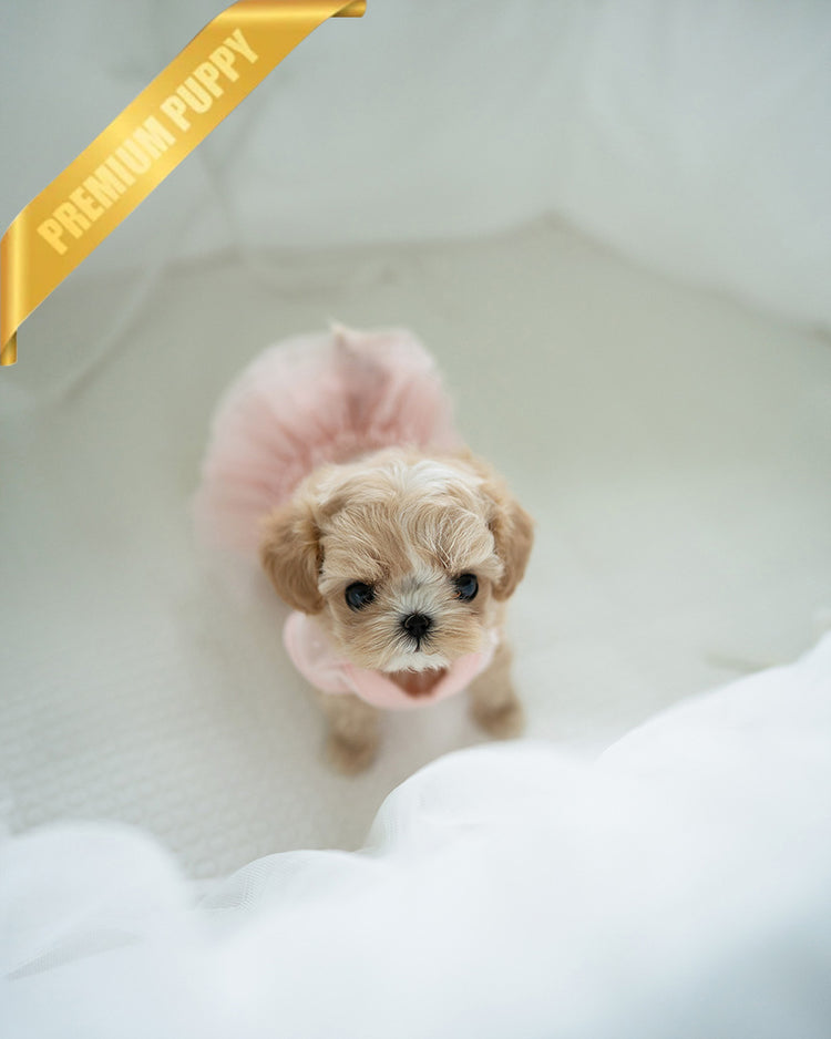 ESME - FEMALE (PURCHASED by ELSA) - ROLLY TEACUP PUPPIES - TEACUP PUPPY FOR SALE