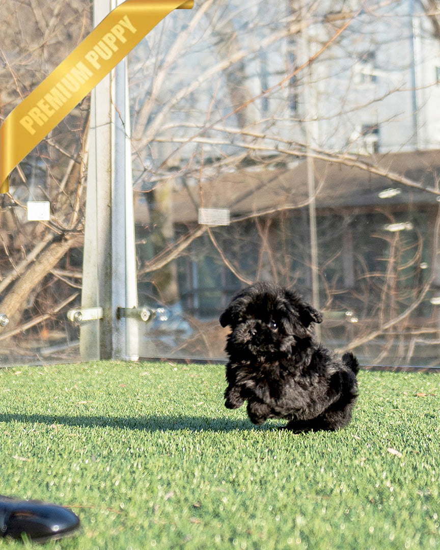 HUGO - MALE (RESERVED by LOURDES) - ROLLY TEACUP PUPPIES - TEACUP PUPPY FOR SALE