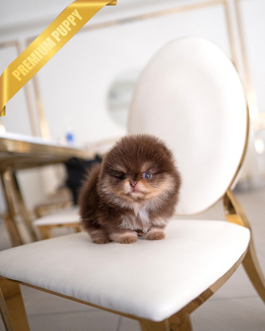 BROWNIE - MALE (PURCHASED by IMANE)