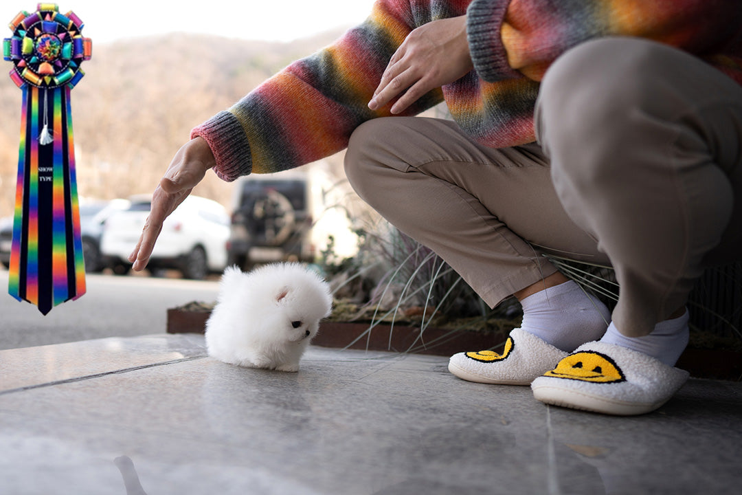 FLUFFYBALL - MALE (PURCHASED by NICOLE) - ROLLYPUPS OFFICIAL