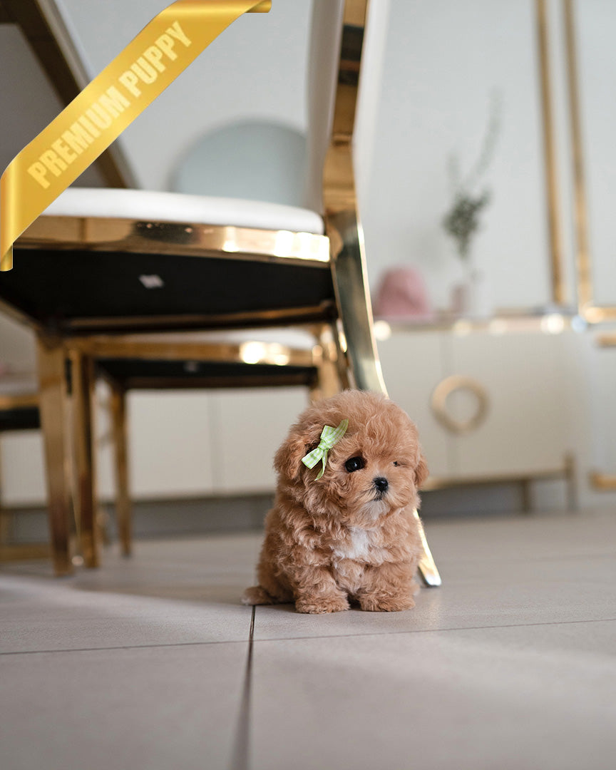 JESSIE - FEMALE (RESERVED by JORDAN)