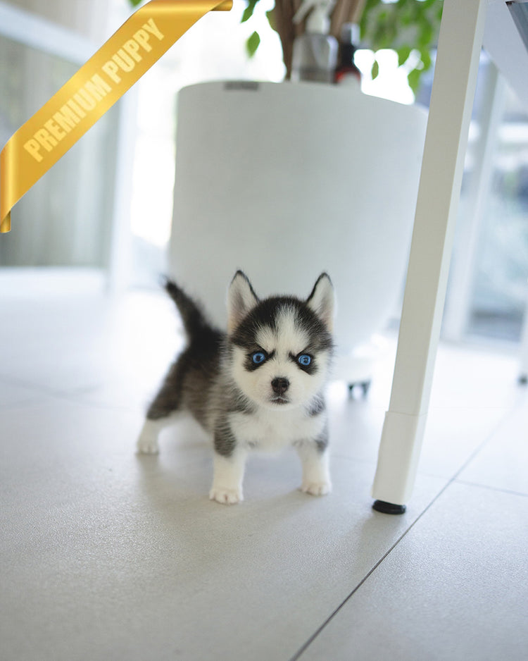RYDER - MALE - ROLLY TEACUP PUPPIES - TEACUP PUPPY FOR SALE