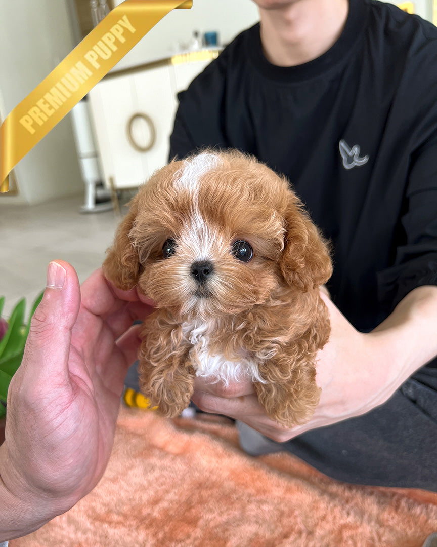 JESSICA - FEMALE (RESERVED by ROSANNE) - ROLLY TEACUP PUPPIES - TEACUP PUPPY FOR SALE