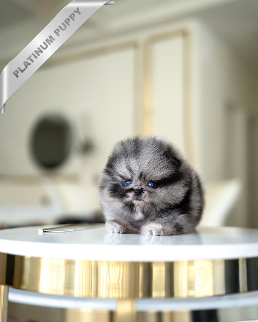 ASPEN - MALE (PURCHASED by NALAE)