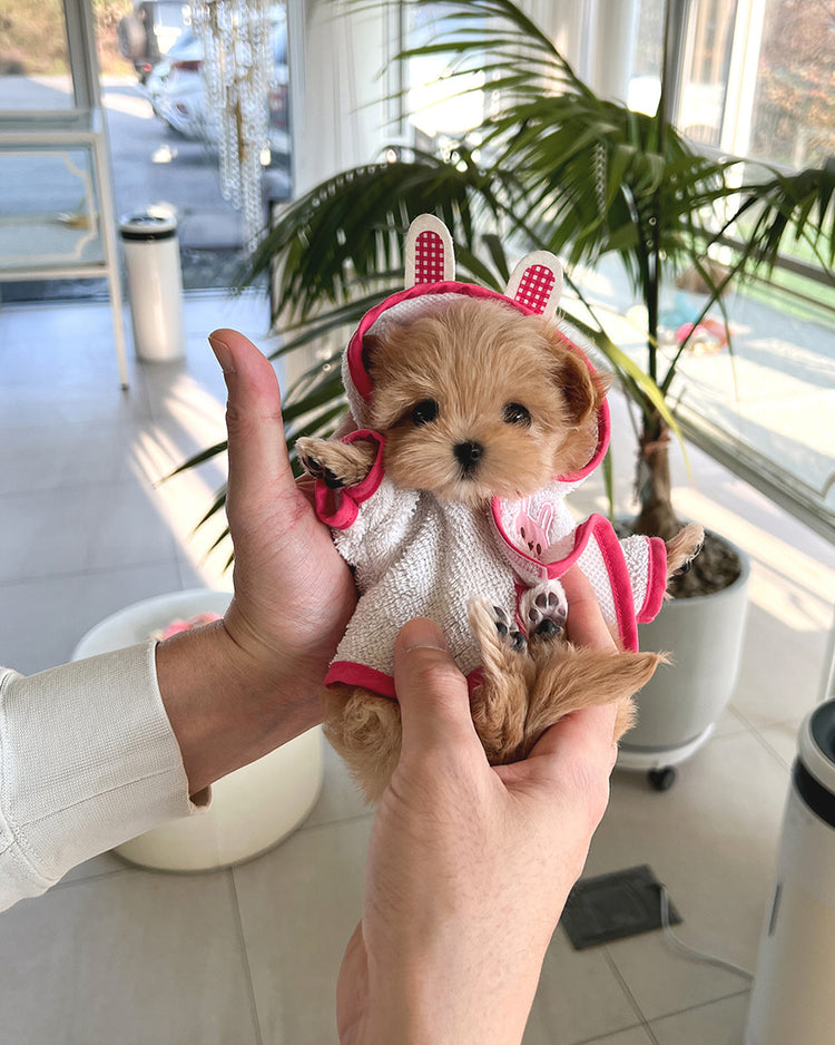 GIGI - FEMALE (RESERVED by GENEVIEVE) - ROLLY TEACUP PUPPIES - TEACUP PUPPY FOR SALE