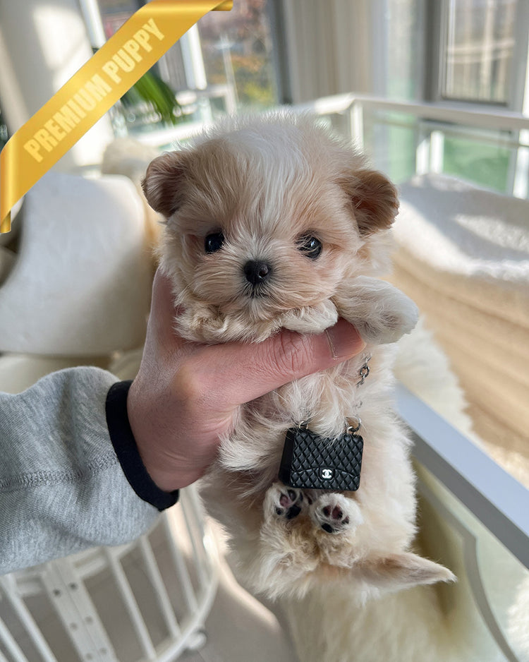 LULU - FEMALE - ROLLY TEACUP PUPPIES - TEACUP PUPPY FOR SALE