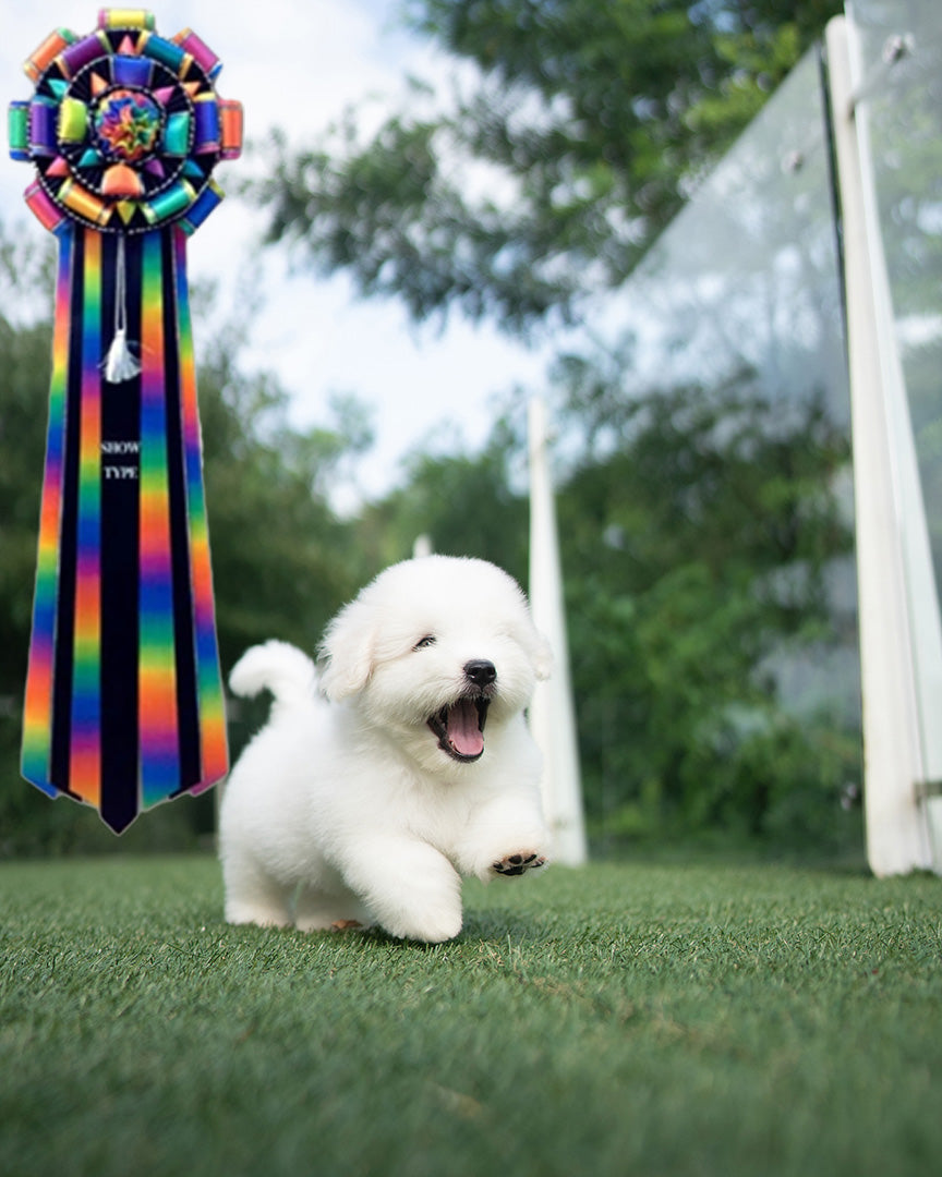 BLANCA - MALE (RESERVED by LISA) - ROLLYPUPS OFFICIAL