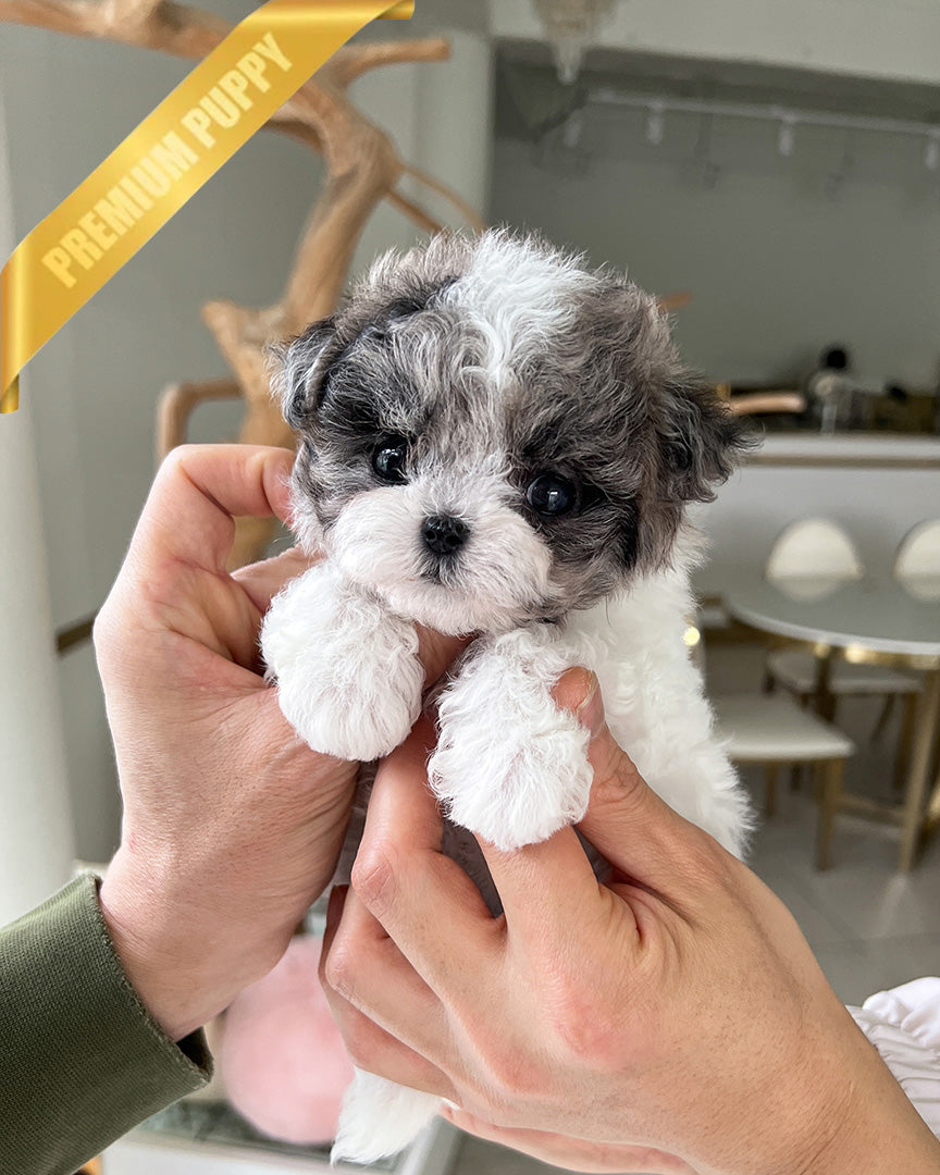 DOTTIE - FEMALE (RESERVED by JAVIERA) - ROLLYPUPS OFFICIAL