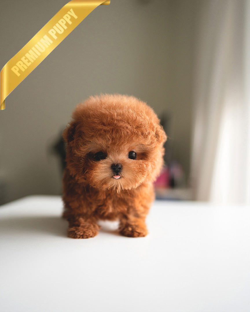 NUGGET - MALE (RESERVED by JANELLE)