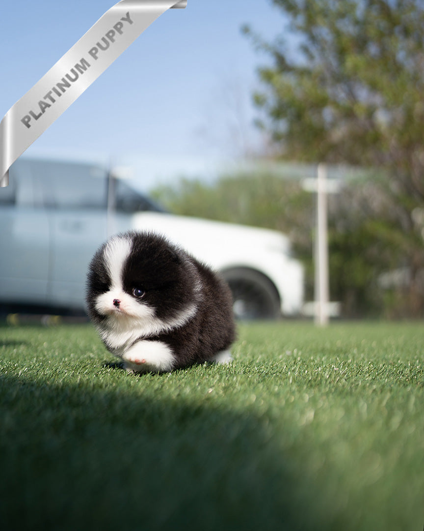 PANDA - FEMALE - ROLLYPUPS OFFICIAL