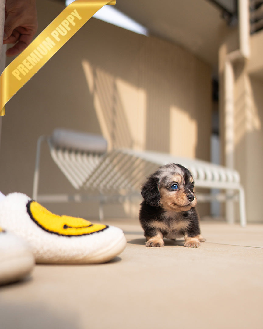 ENZO - MALE - ROLLYPUPS OFFICIAL