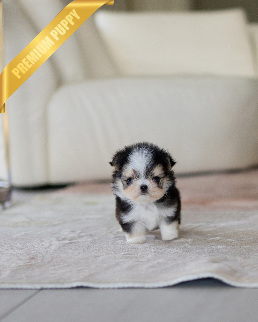 PICO - MALE - ROLLY TEACUP PUPPIES - TEACUP PUPPY FOR SALE