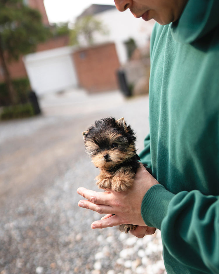 EMMA - FEMALE - ROLLYPUPS OFFICIAL