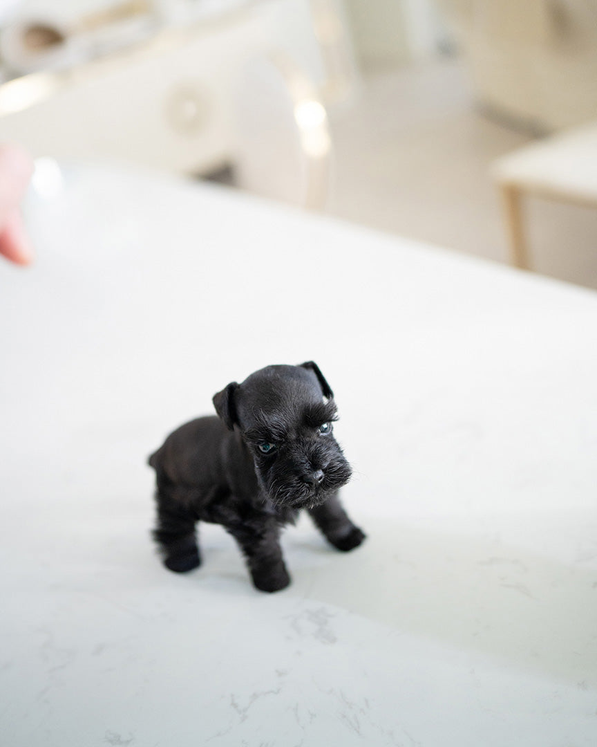 BAILEY - FEMALE - ROLLY TEACUP PUPPIES