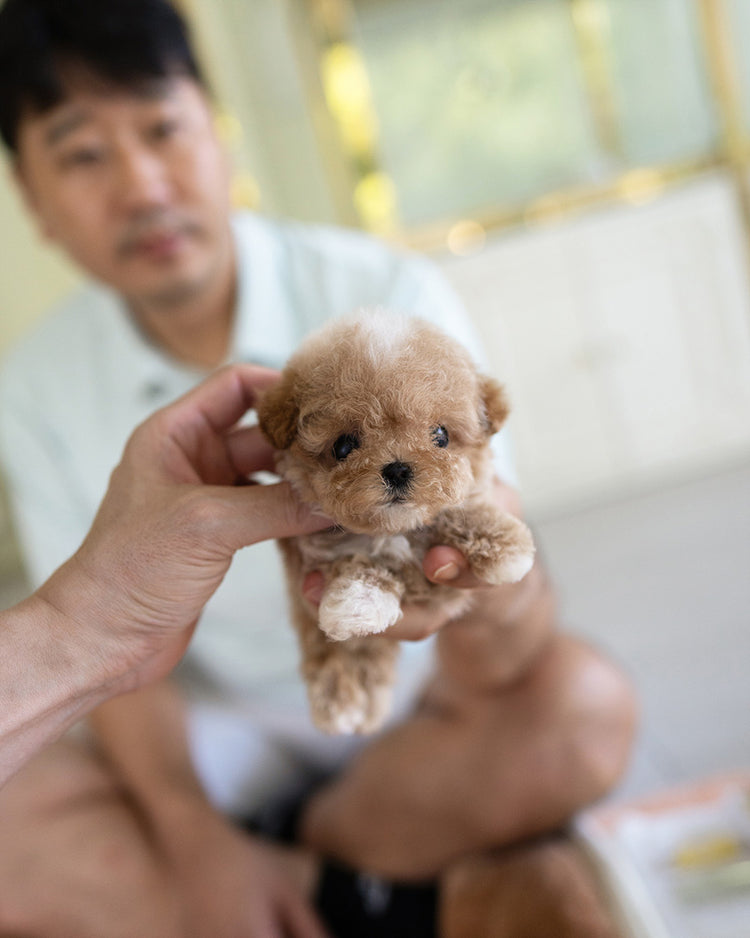 TOBY - MALE - ROLLY TEACUP PUPPIES - TEACUP PUPPY FOR SALE