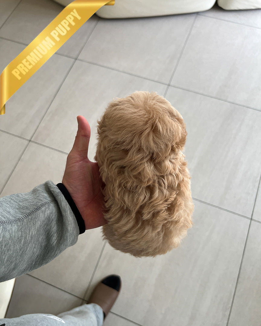 AUSTIN - MALE (PURCHASED by BLANCA)