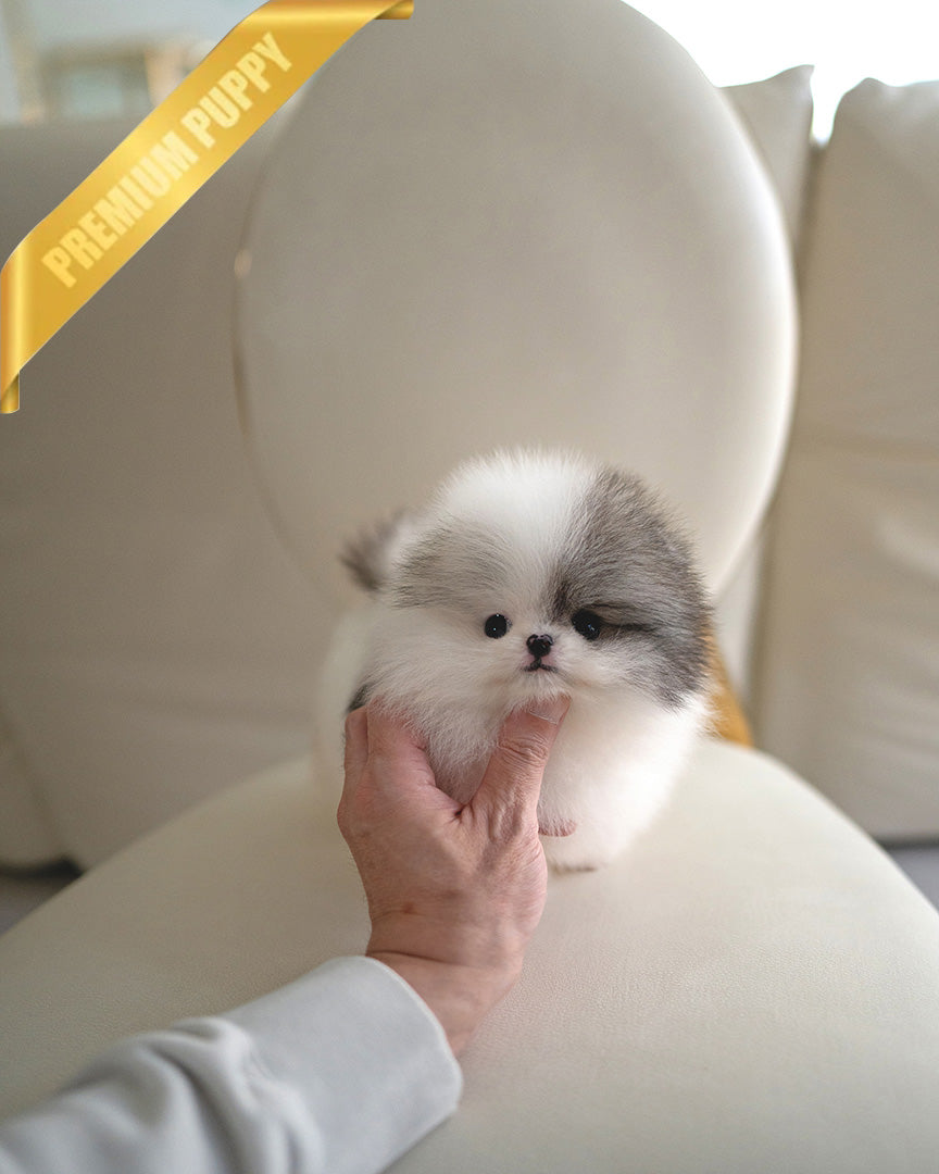 DIANA - FEMALE (PURCHASED by ROGER) - ROLLY TEACUP PUPPIES - TEACUP PUPPY FOR SALE