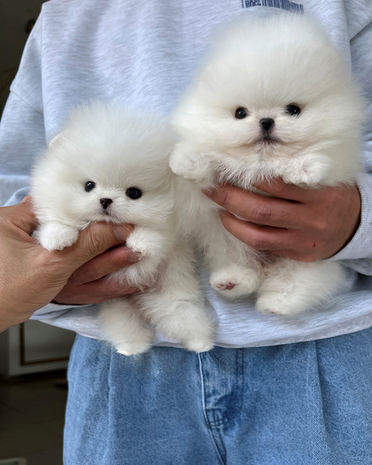 CLOUD & FLUFFY - FEMALE & MALE - ROLLYPUPS OFFICIAL