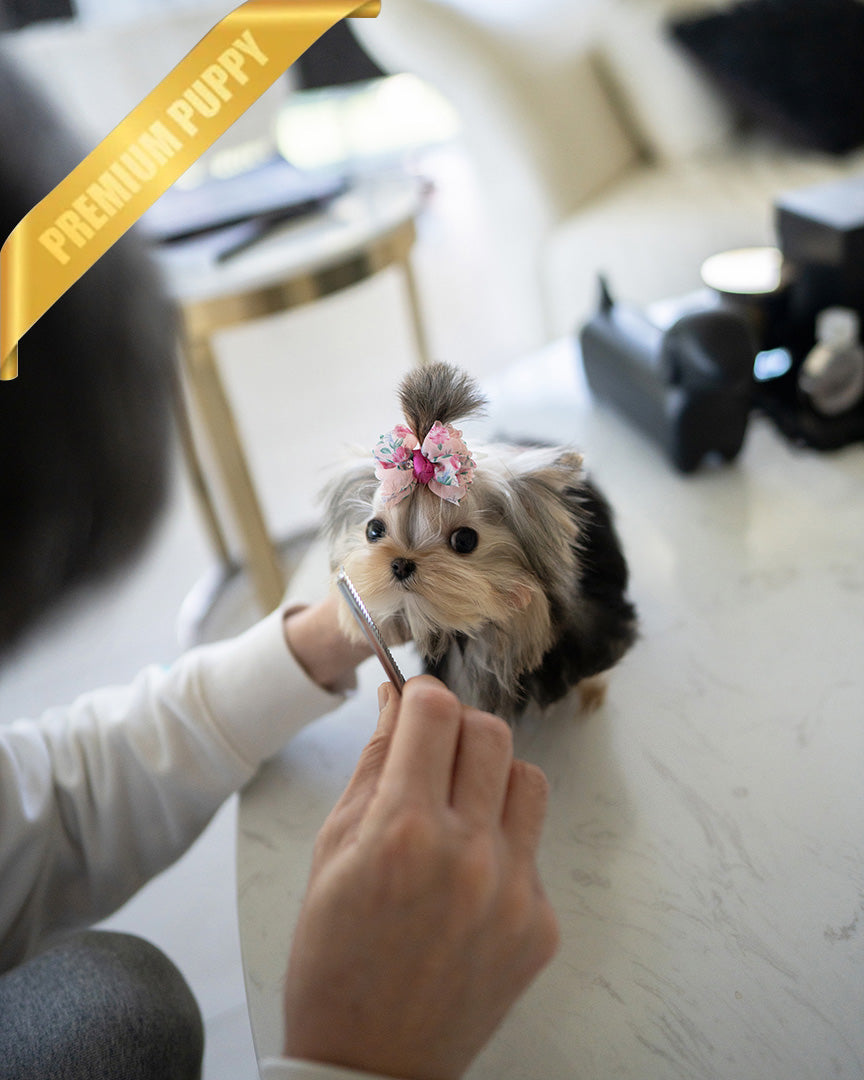 LILIANA - FEMALE (RESERVED by TOMMY) - ROLLY TEACUP PUPPIES - TEACUP PUPPY FOR SALE
