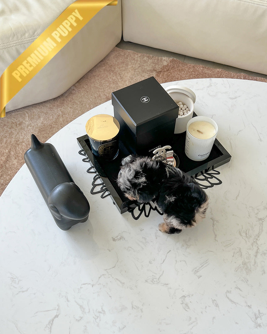 NOAH - MALE - ROLLY TEACUP PUPPIES - TEACUP PUPPY FOR SALE