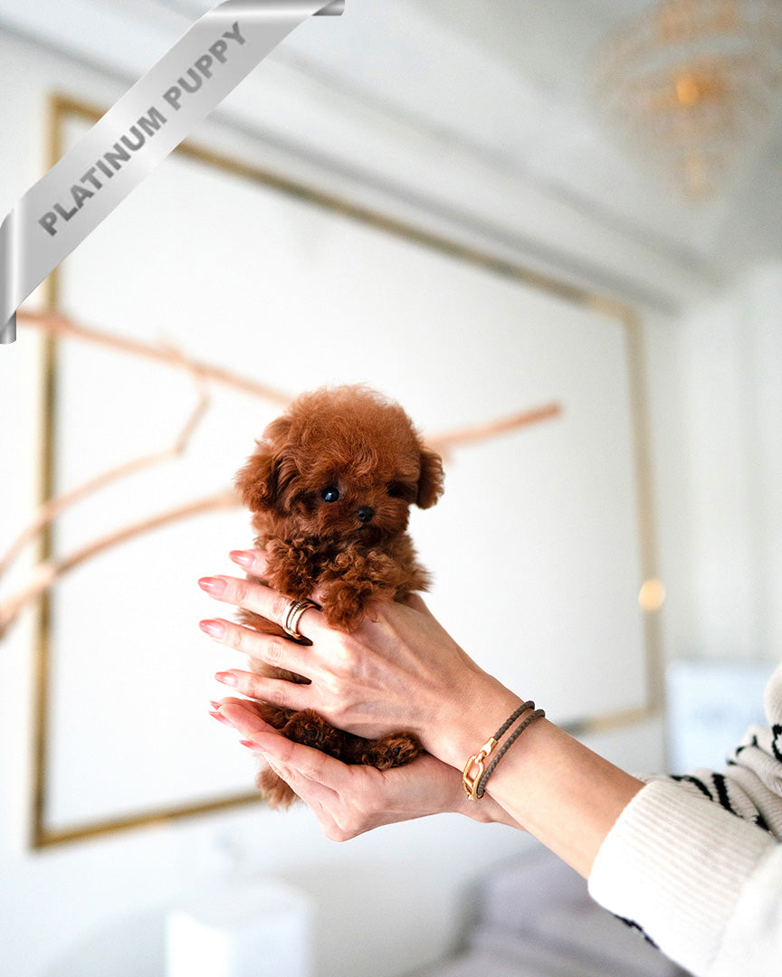 VELVET - FEMALE (RESERVED by CHLOE)