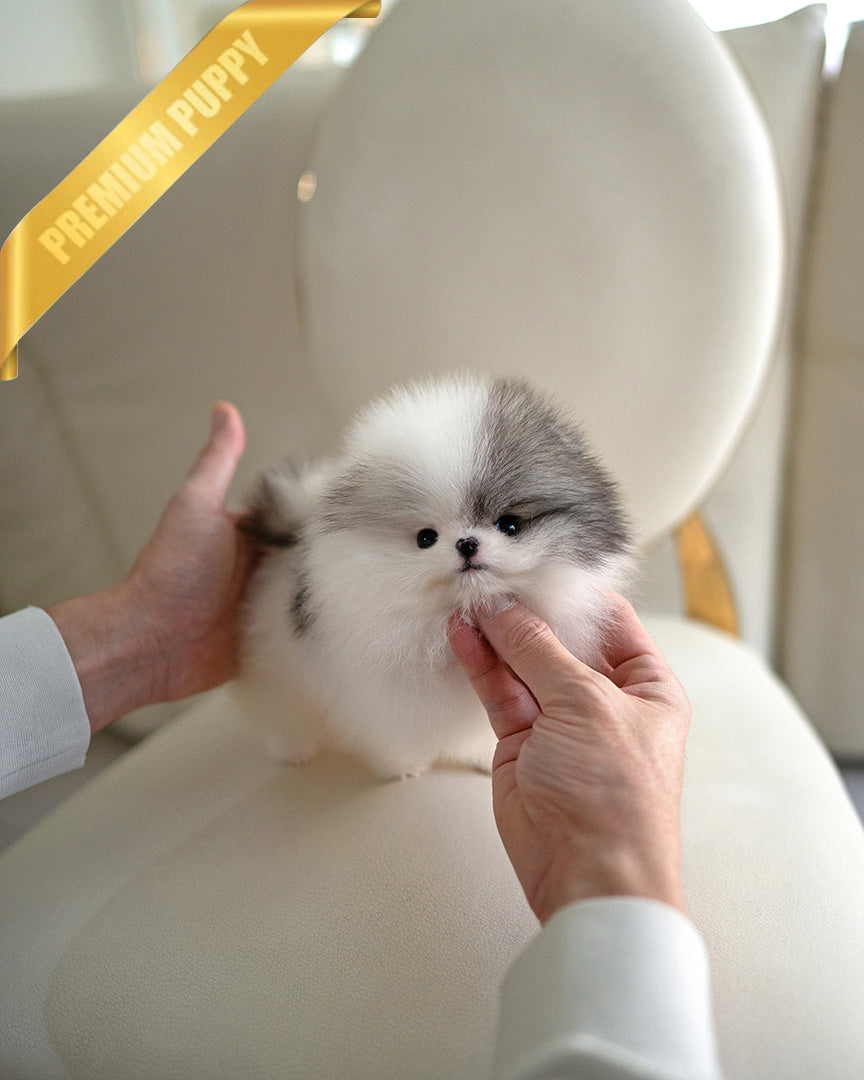 DIANA - FEMALE (PURCHASED by ROGER) - ROLLY TEACUP PUPPIES - TEACUP PUPPY FOR SALE