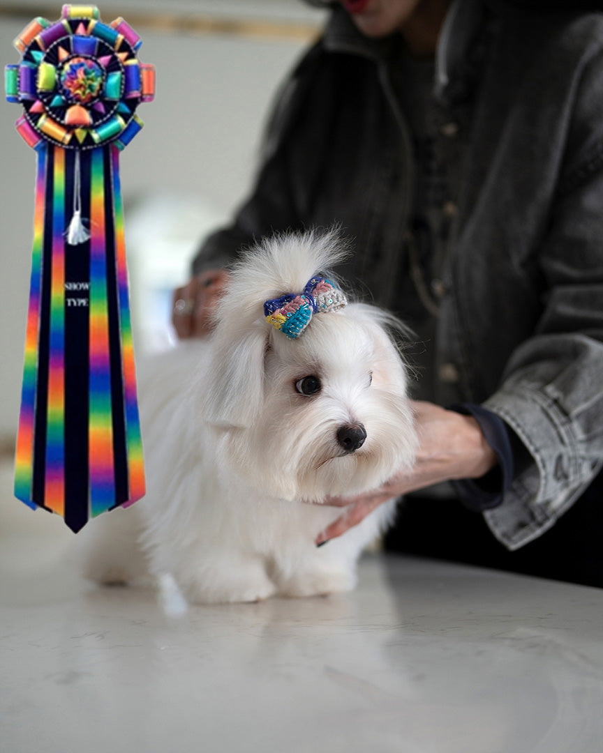 LACEY - FEMALE - ROLLY TEACUP PUPPIES