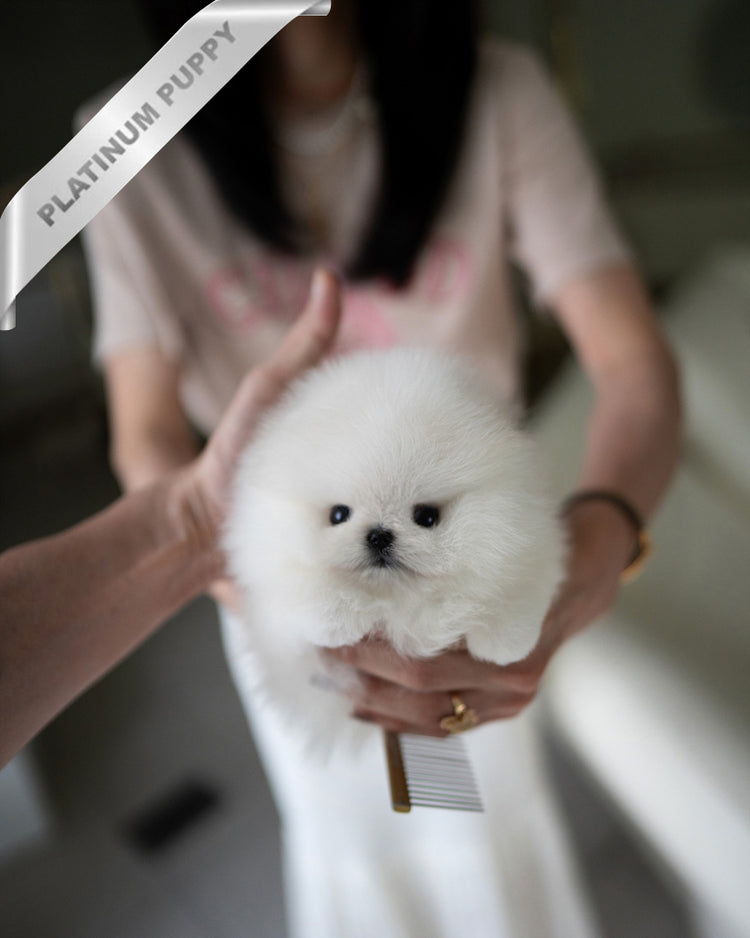 PUFFIN - FEMALE (PURCHASED by LILLIANE) - ROLLY TEACUP PUPPIES - TEACUP PUPPY FOR SALE