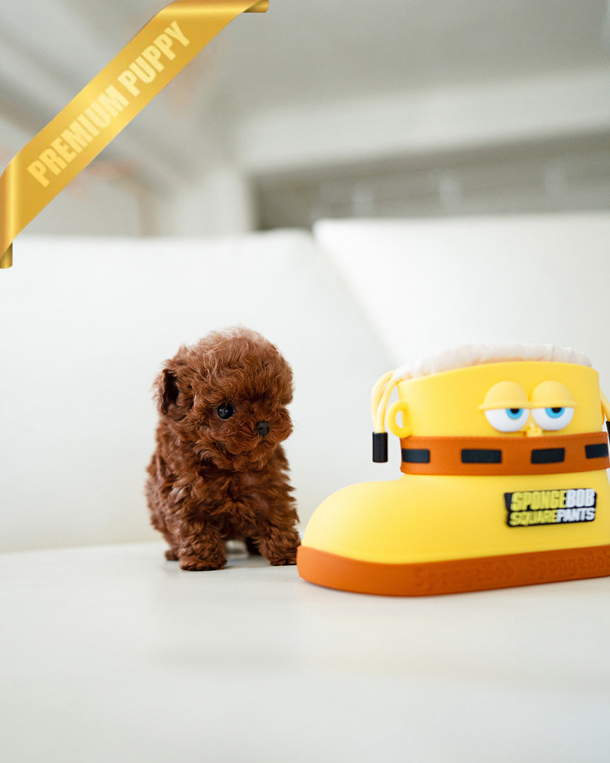 JENNIE - FEMALE (PURCHASED by MARIE) - ROLLY TEACUP PUPPIES - TEACUP PUPPY FOR SALE