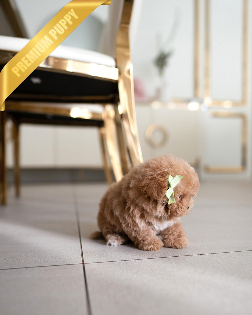 JESSIE - FEMALE (RESERVED by JORDAN)