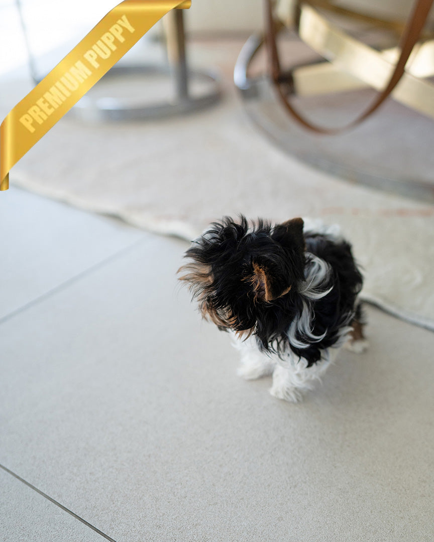 CELINE - FEMALE (RESERVED by ASHLEY)