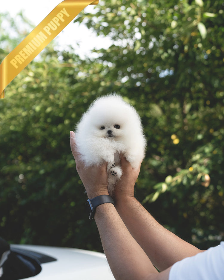 COCO - FEMALE - ROLLY TEACUP PUPPIES - TEACUP PUPPY FOR SALE