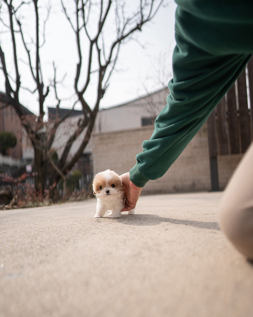 COFFEE - MALE - ROLLYPUPS OFFICIAL