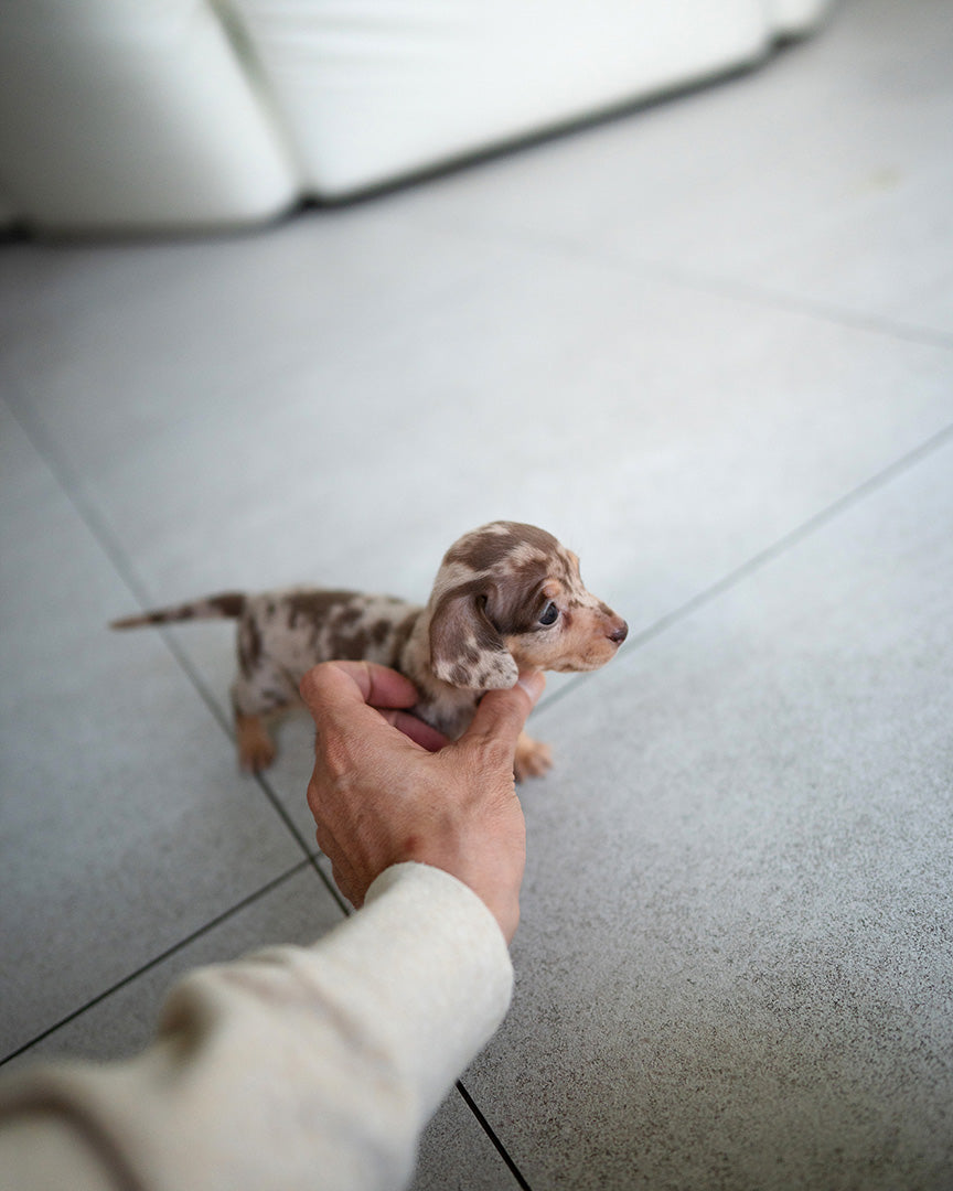 BROWNIE - FEMALE (PURCHASED by JARED) - ROLLYPUPS OFFICIAL