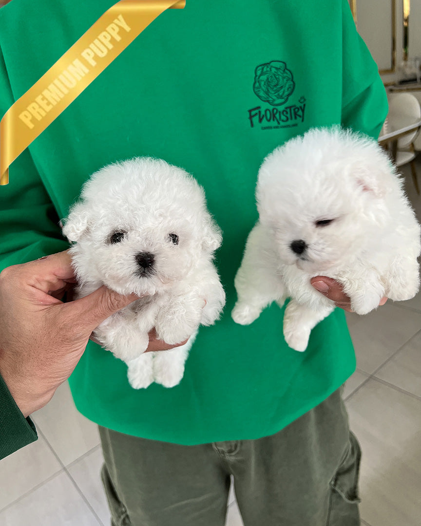 BRUNO & BELLA  - MALE & FEMALE - ROLLYPUPS OFFICIAL