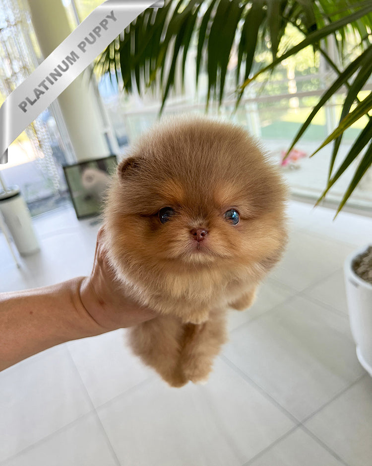 HERSHEY - MALE (PURCHASED by SABRINA) - ROLLY TEACUP PUPPIES - TEACUP PUPPY FOR SALE