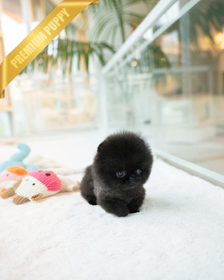 NOIR - MALE - ROLLY TEACUP PUPPIES - TEACUP PUPPY FOR SALE