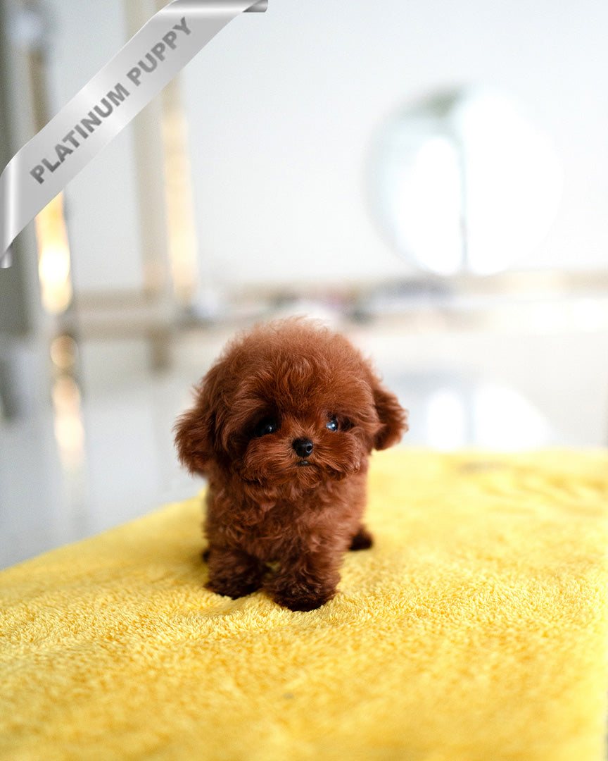 VELVET - FEMALE (RESERVED by CHLOE)