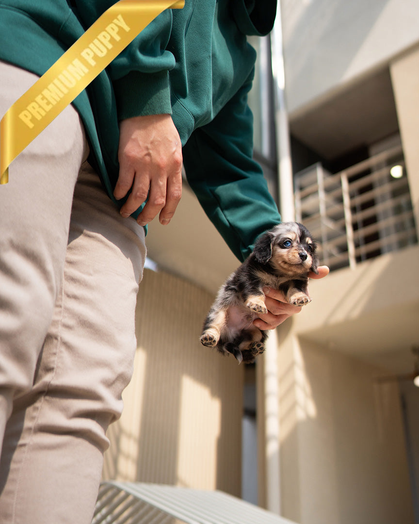 ENZO - MALE - ROLLYPUPS OFFICIAL