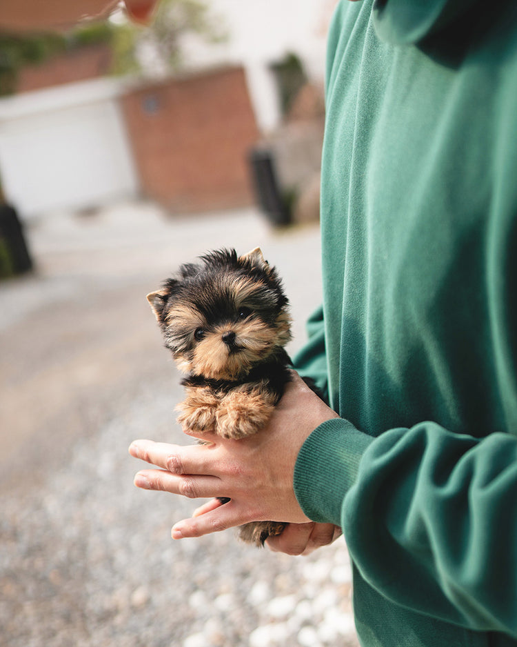 EMMA - FEMALE - ROLLYPUPS OFFICIAL