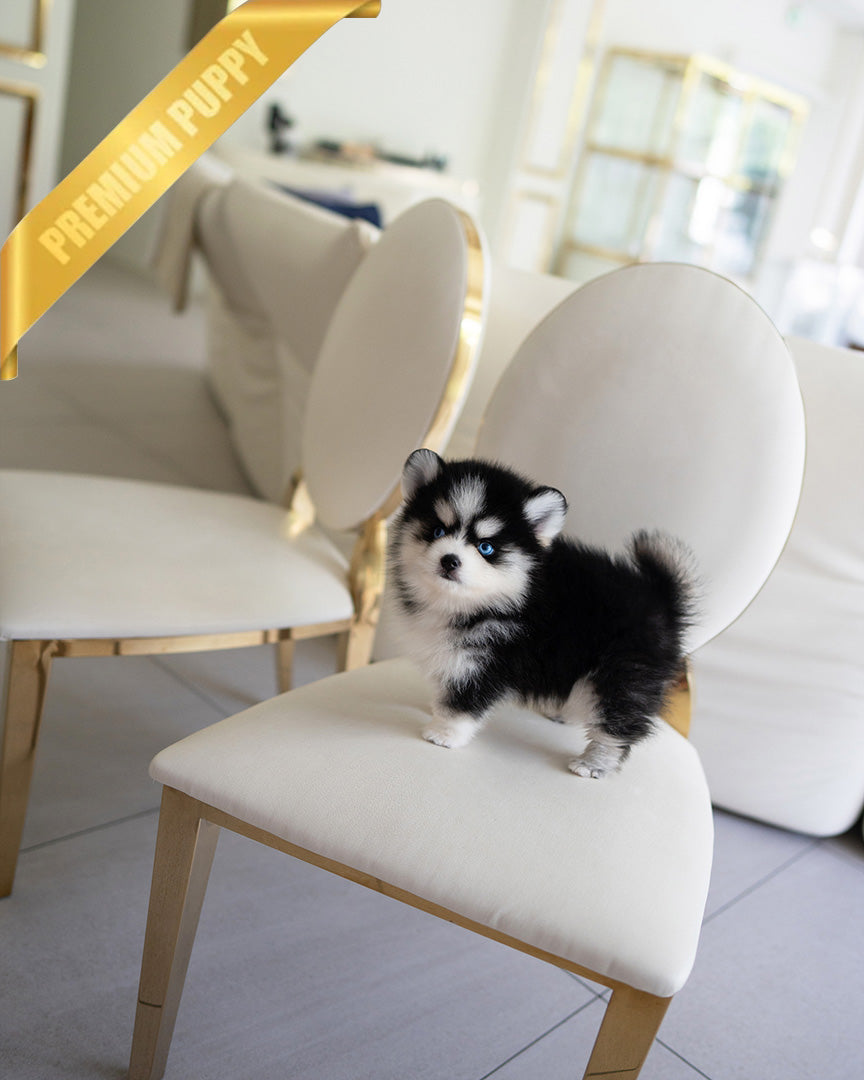 KODA - MALE (PURCHASED by SACHI)