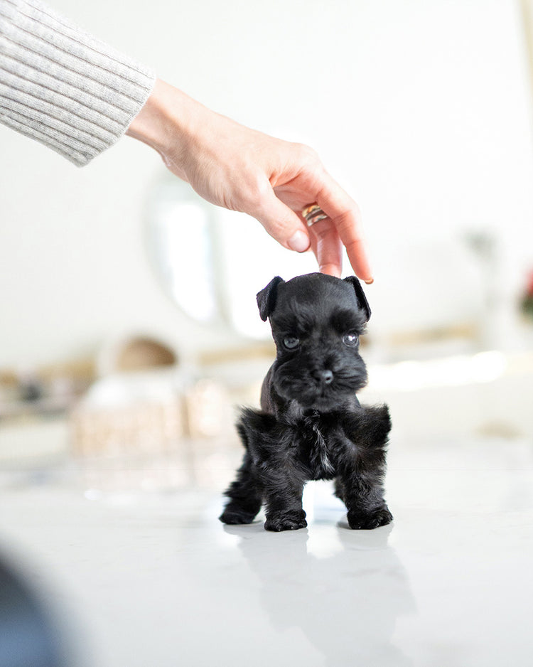 BAILEY - FEMALE - ROLLY TEACUP PUPPIES