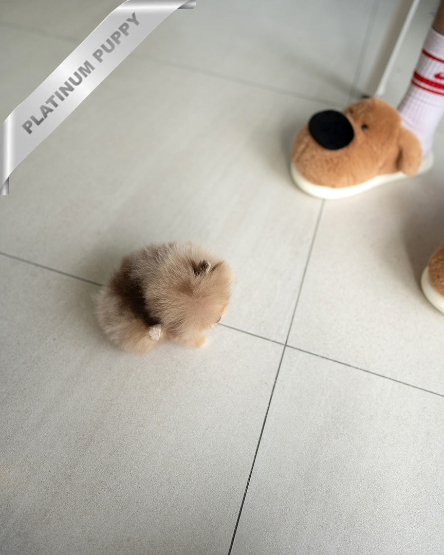 NUTELLA - MALE (PURCHADED by HANAN)