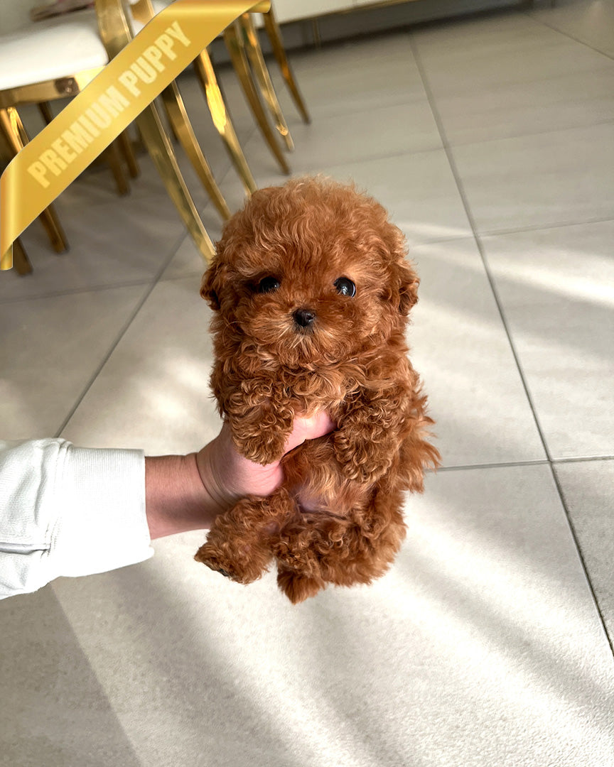 SIENNA - FEMALE (PURCHASED by NICOLE)