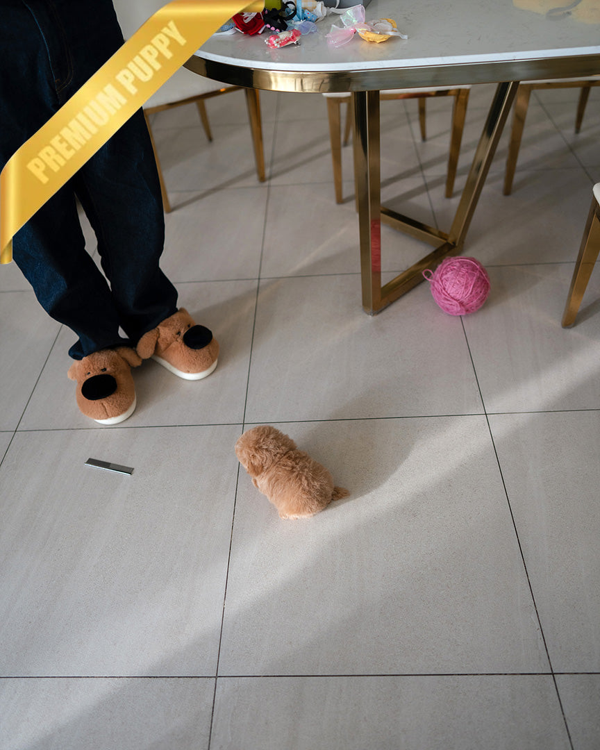 JESSIE - FEMALE (RESERVED by JORDAN)