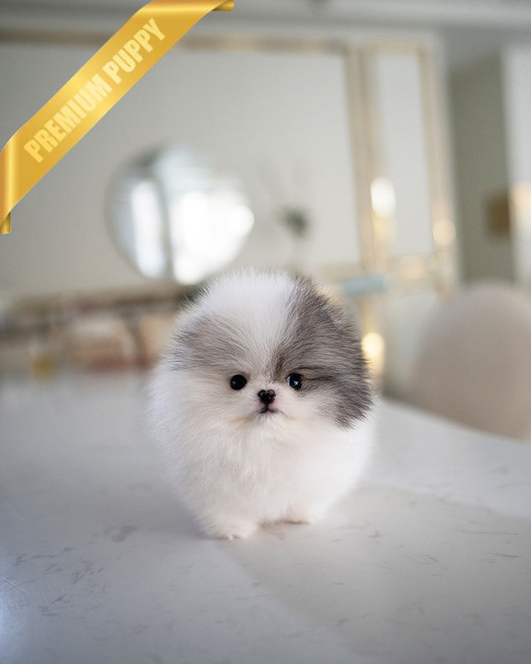 DIANA - FEMALE (PURCHASED by ROGER) - ROLLY TEACUP PUPPIES - TEACUP PUPPY FOR SALE