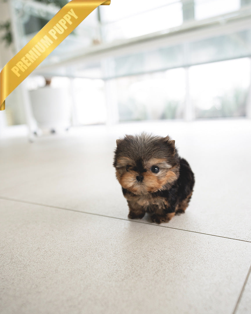 Rolly store teacup yorkie